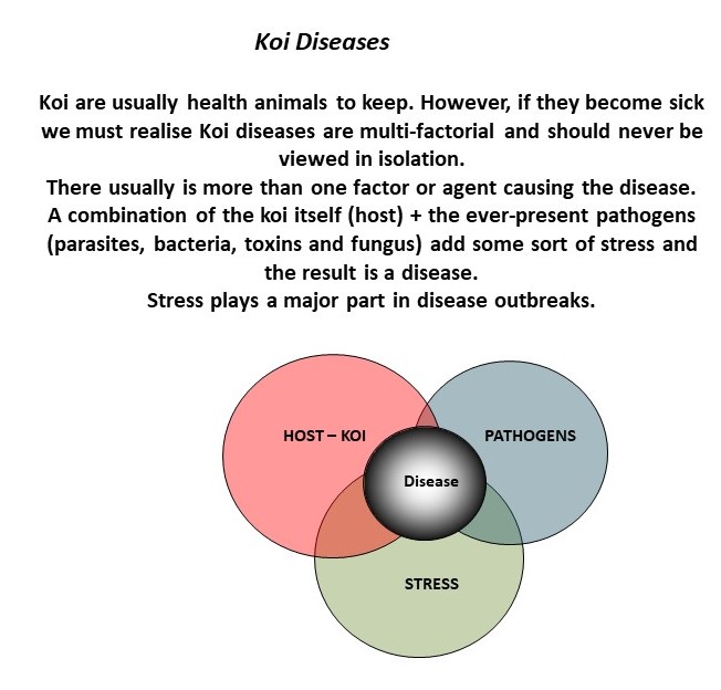koi diseases