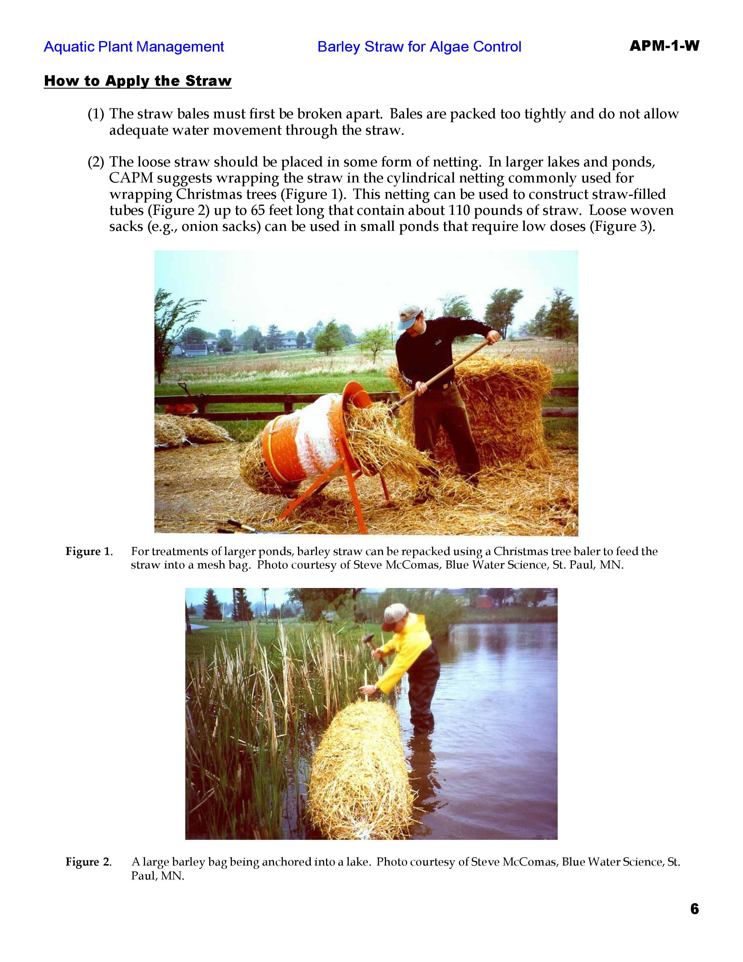 Barley Straw(1)_6