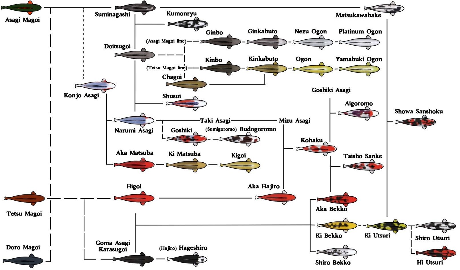 Koi Gene Tree